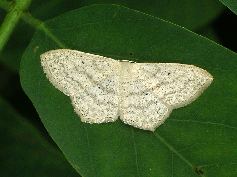 Scopula nigropunctata?